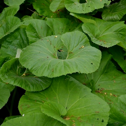 Белокопытник японский "Giganteus". Petasites japonicus "Giganteus".