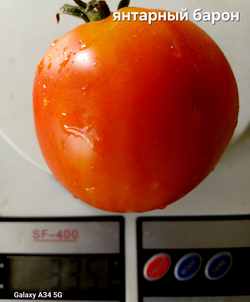 ЯНТАРНЫЙ БАРОН