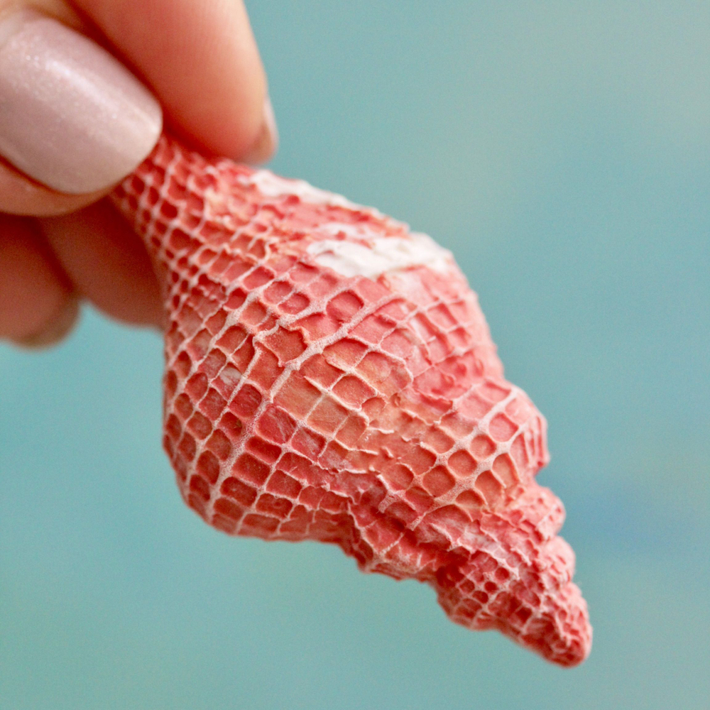 Молды силиконовые для творчества "Набор 3 молда: ракушка, морской ёж, морская звезда"/ форма для полимерной глины, мыла, воска, гипса и эпоксидной смолы