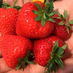 Клубника 🍓 "Априка"