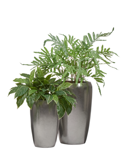 Композиция с папоротником и аглаонемой в серебряных кашпо Treez Effectory Metal