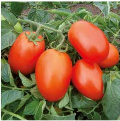 Галилея семена томата детерминантного (Hazera / Хазера)