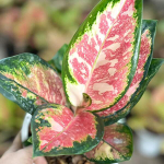 Аглаонема RATTANA RUNG RUEANG VAR