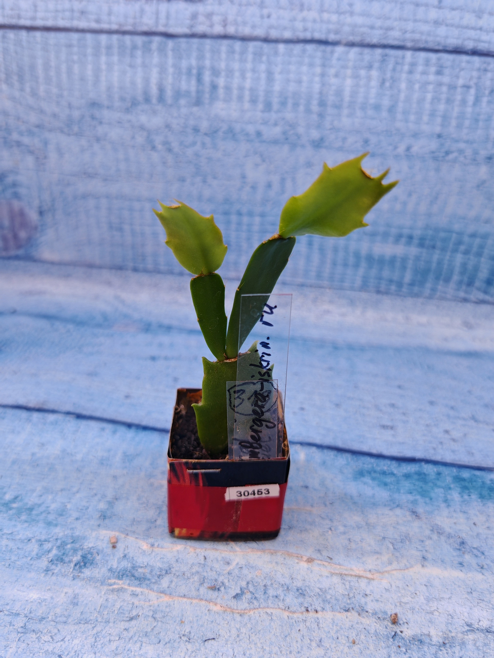 Schlumbergera cv. Floral Bouqet (Шлюмбергера)