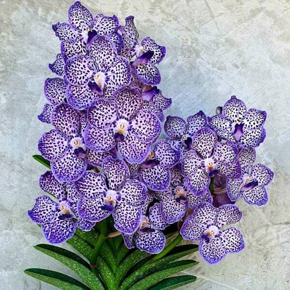 Папильонанда PDA OMAR PADRON