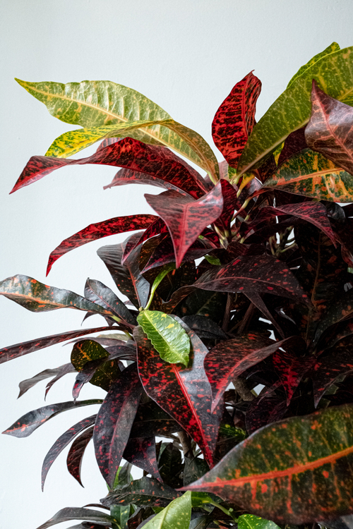 Кодиеум Фриклс бранч 27/110