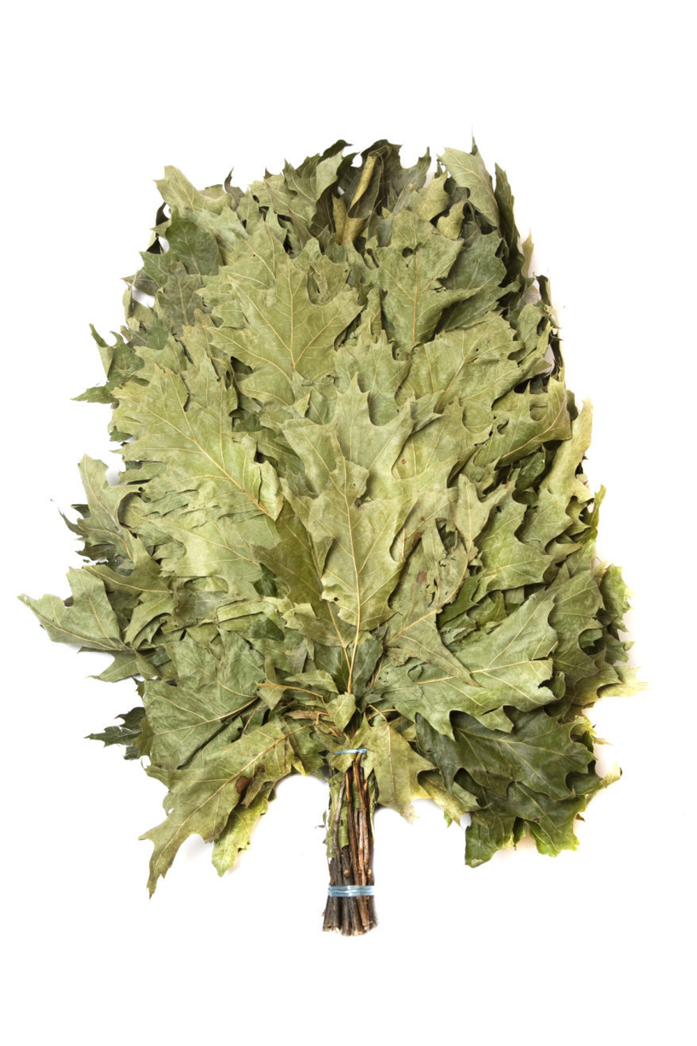 Кленовый веник