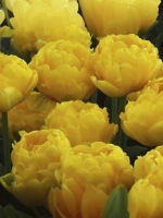 Тюльпан Пионовидный Йеллоу Помпонетте
