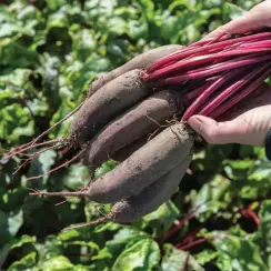 ТАУНУС F1 семена свеклы (Bejo | Alexagro)