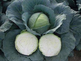 Капуста  белокочанная  Артост F1 100 (семян)