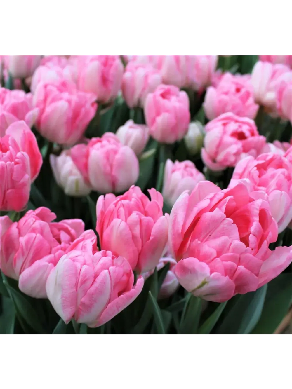 Тюльпаны пионовид ,луковицы сорт FOXTROT бело-розовые (4шт)