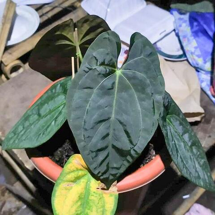 Антуриум XONE x DARK PHOENIX