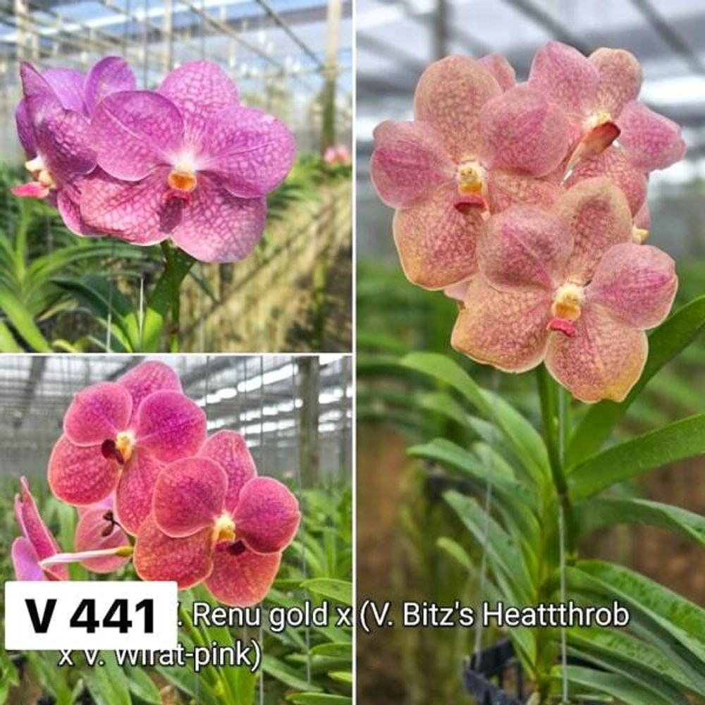 Ванда V RENU GOLD X V BITZS HEARTTHROB V WIRAT PINK #441