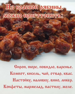 Рябина Алтайская "Зимняя"