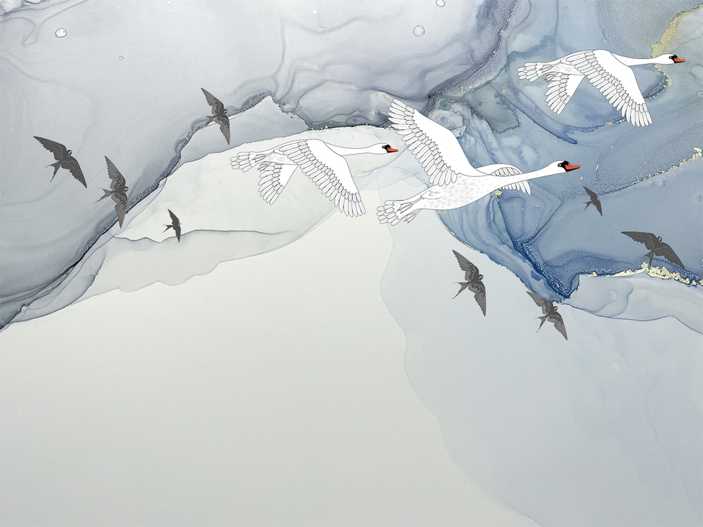 Коллекция GUSILEBEDY