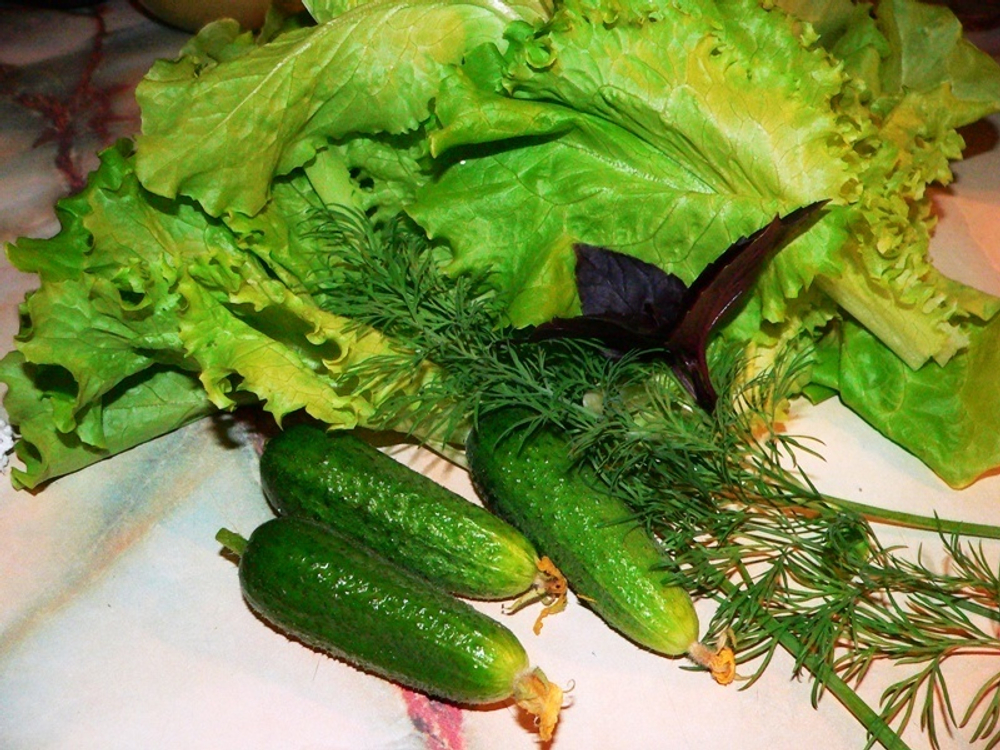 Огурец Артист F1 7шт Мировые Семена VITA GREEN