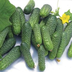 НЕЙЛИНА F1 семена огурца (Nunhems | Alexagro)