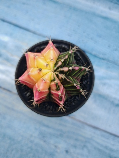 Gymnocalycium Variegata (Гимнокалициум Вариегатный)