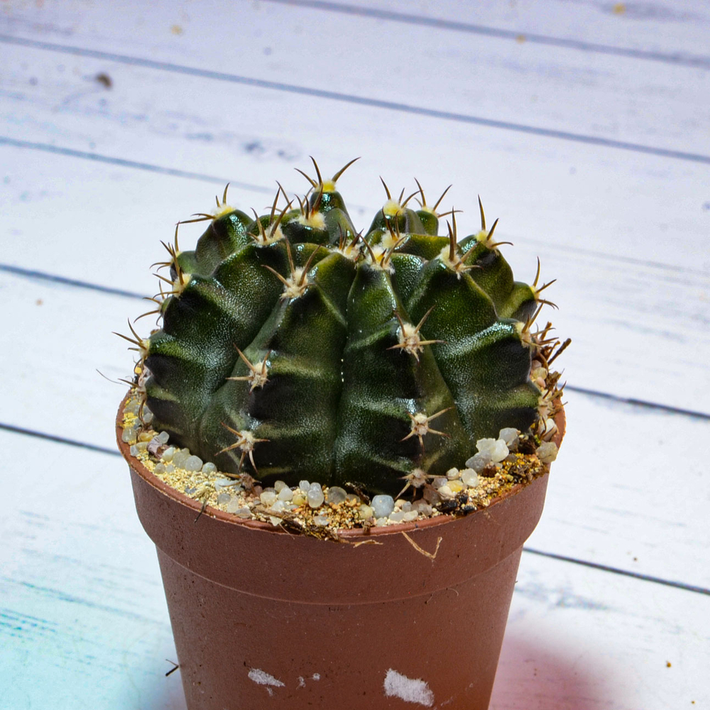 Gymnocalycium Friedrichii (Гимнокалициум)