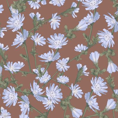 Цикорий цветы