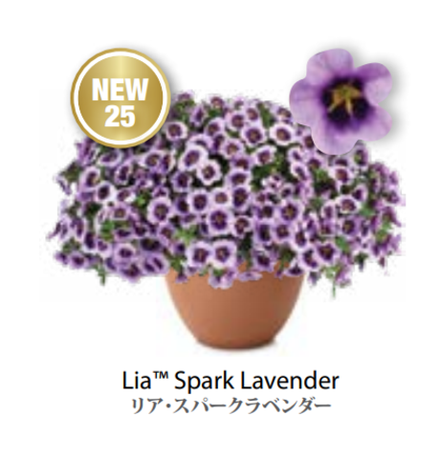 ЕВРО Calibrachoa Lia Spark Lavender укорененный черенок середина декабря 25