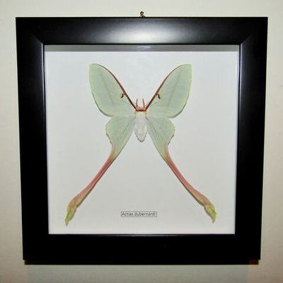 Бабочка Actias dubernardi самка в рамке