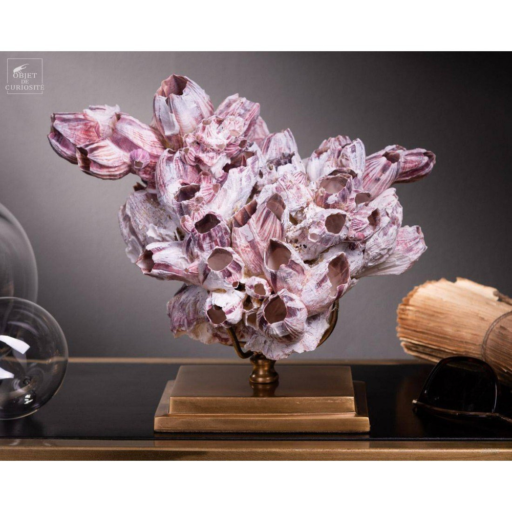 Композиция из ракушек 25х19 Objet de Curiosite Balanus purple shells