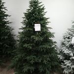 Елка с гирляндой встроенной «Престиж» (Литая хвоя) от 1,2 м до 3 м