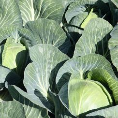 ЦИКЛОН F1 семена капусты белокочанной (Bejo | Alexagro)