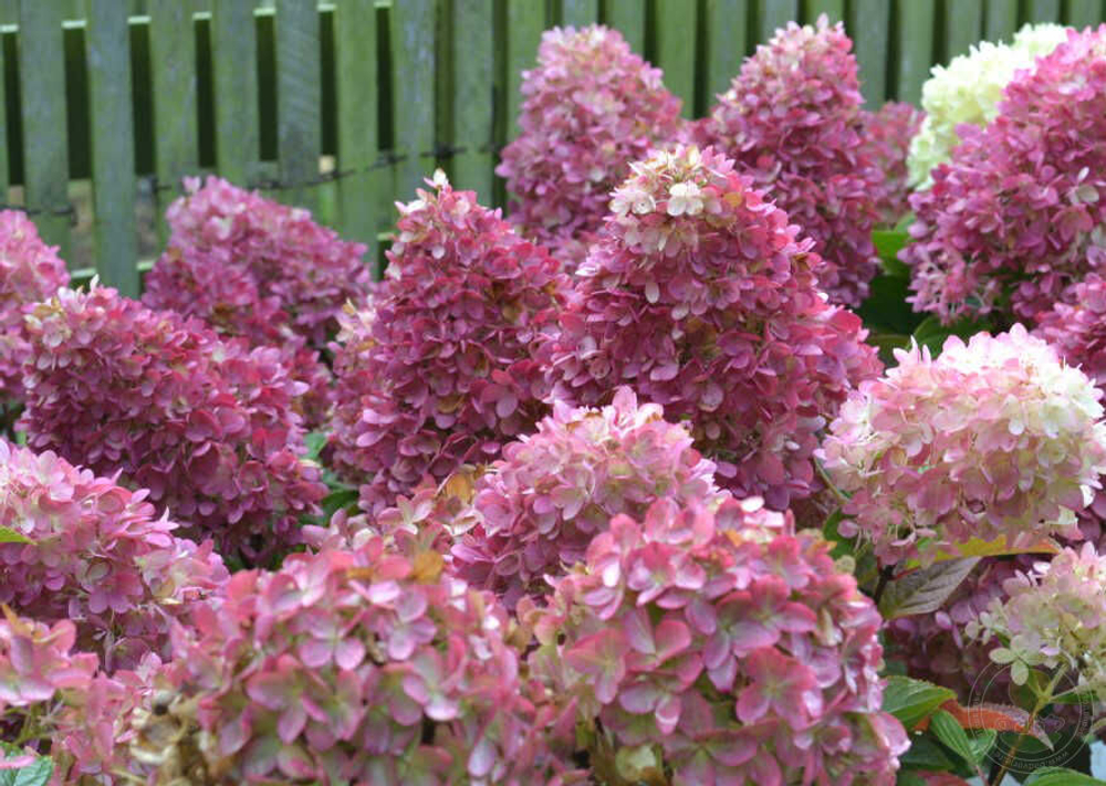 Гортензия метельчатая Гарденлайт Редлайт (3/4 ветки) Закупка М59 апрель 2026