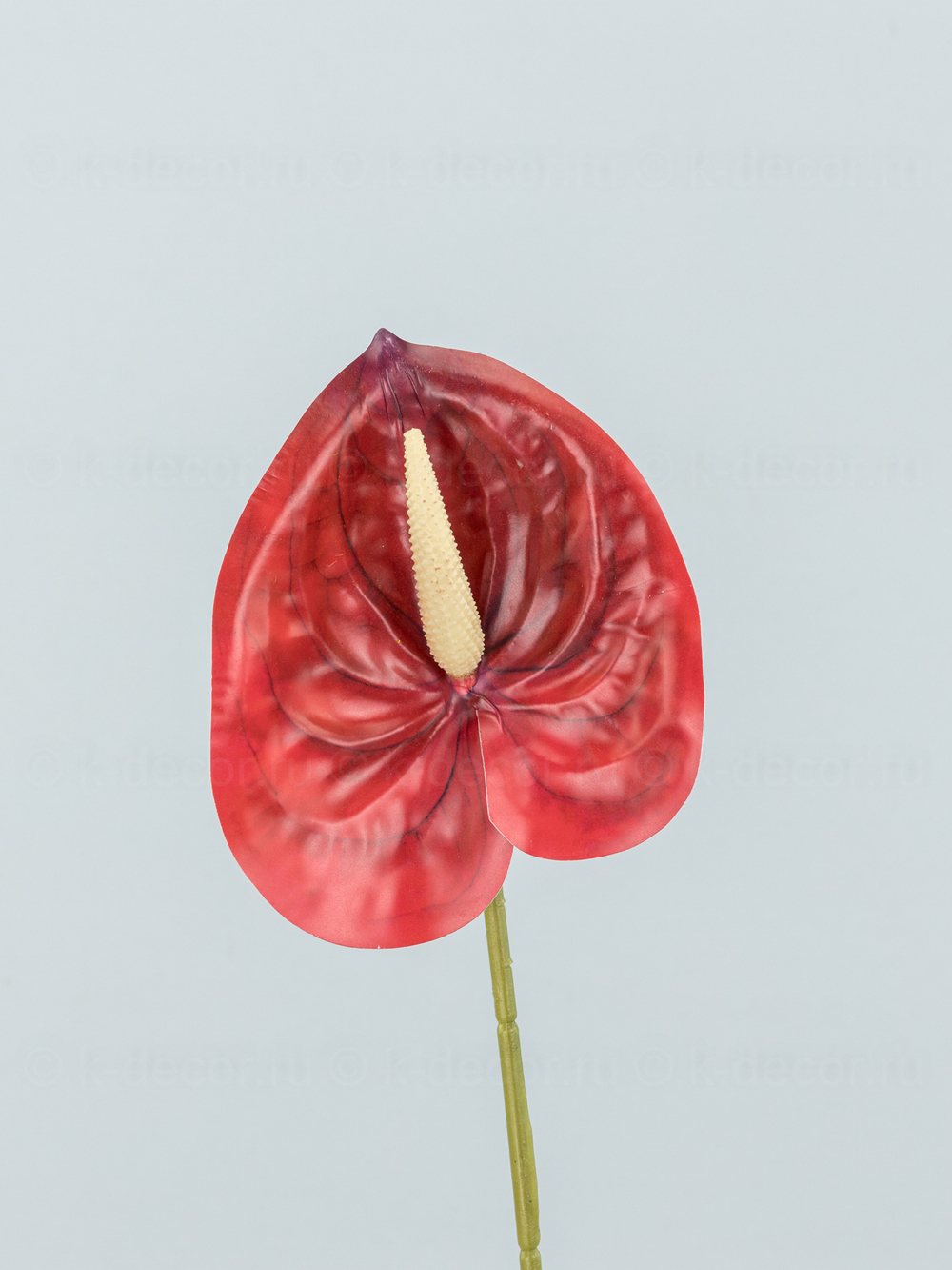 Антуриум Элайза Мини