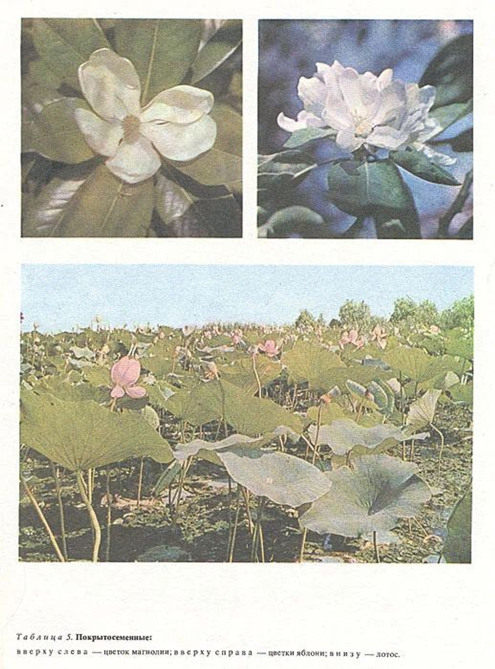 Жизнь растений. Энциклопедия в 6-ти томах (комплект из 7-ми книг)