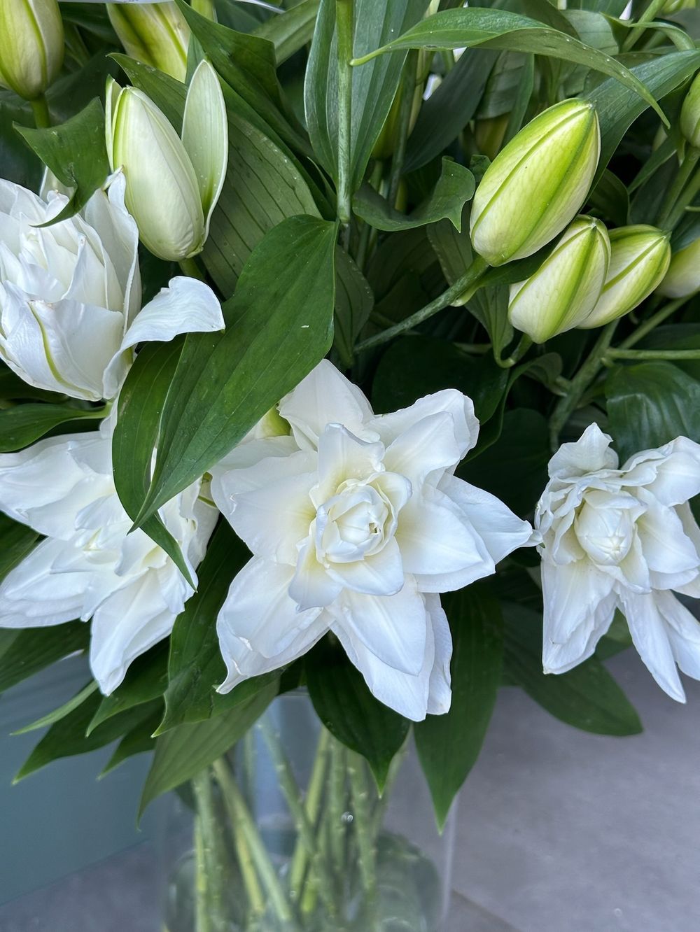 Лилия пионовидная в белом оттенке