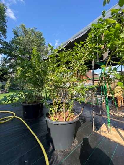 Голубика Нортланд