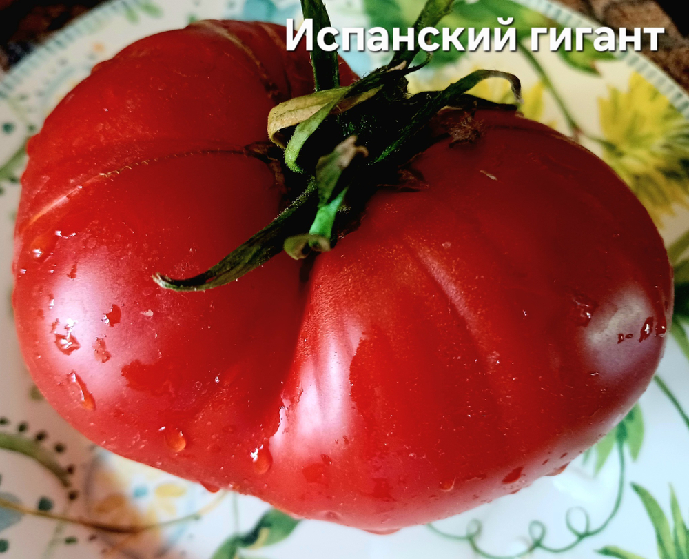 ИСПАНСКИЙ ГИГАНТ