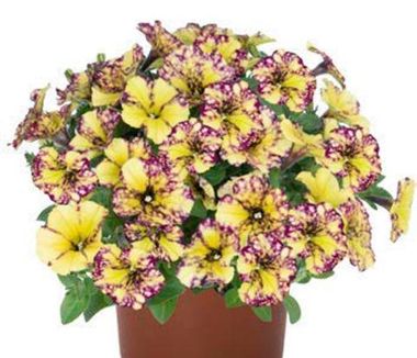 32513 Петуния Sparkling Bee (Весна 2026)