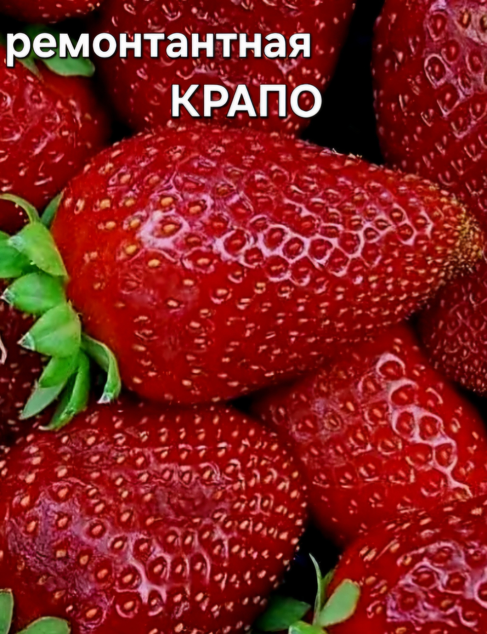 САЖЕНЦЫ РЕМОНТАНТНОЙ КЛУБНИКИ КРАПО