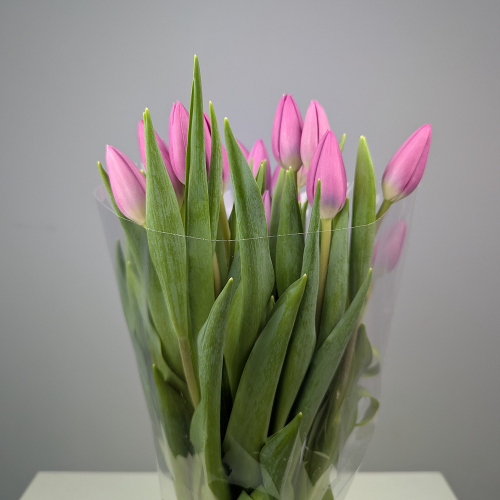 Пачка Фиолетовых Тюльпанов (25 шт.)