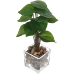 Цветочная композиция в стеклянном горшке «Филодендрон» 10*22см HL-20