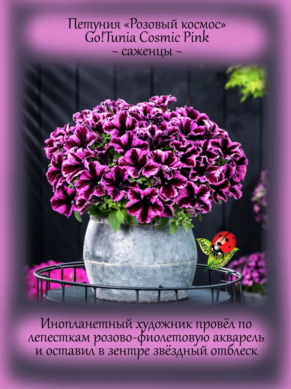 Петуния Розовый космос Гоутуния Космик Пинк