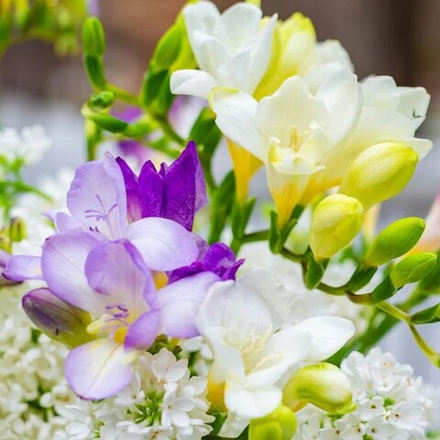 Отдушка CS - Фрезия и Сирень (Freesia and Lilac)