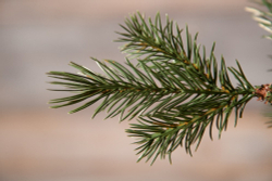 Можжевельник 230см зеленая Triumph Tree