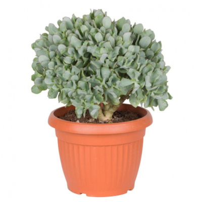 Крассула Orangery crassula subsp.undilatifol32/65