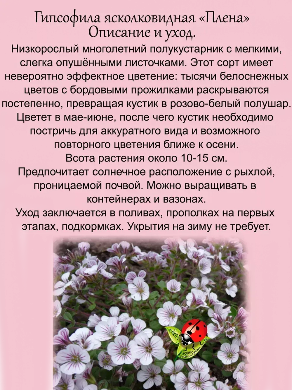 Гипсофила ясколковидная Плена многолетняя