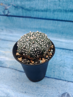 Astrophytum Asterias (Астрофитум)