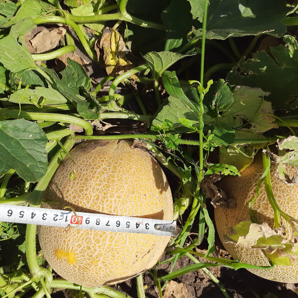 Мелира F1 семена дыни ( Yuksel Tohum / )