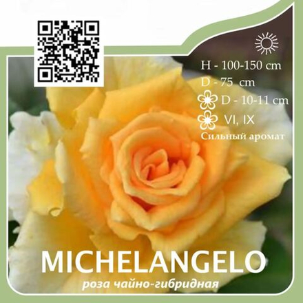 Роза чайно-гибридная "Michelangelo"