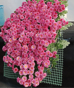Каскадная хризантема Rose (временно нет в наличии)