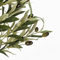 Оливковое дерево высота 172 см