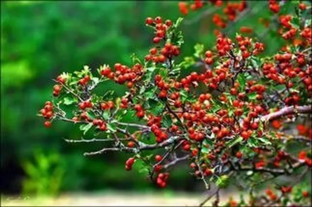 Плоды боярышника кроваво-красного